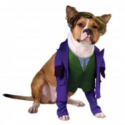 Getting Your Dog to Behave